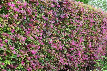 Chinese fringe bush used for hedging. Hamamelidaceae evergreen tree. Blooms slender pink four-petaled flowers in early summer.