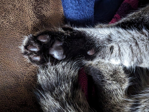 close up of a cat's paw