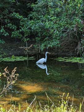 Egret in a pond