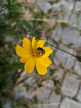 green bee on flower