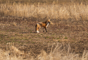 Red Fox in Alaska