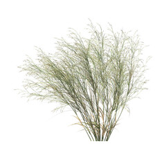 Austrostipa ramosissima, the stout bamboo grass, bushes, shrubs, evergreen, small tree, bush, tree, big tree, light for daylight, easy to use, 3d render, isolated
