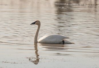 Trumpeter Swan