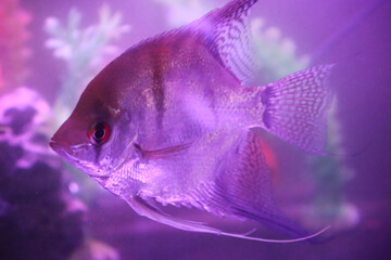 Small beautiful long fins angelfish closeup in fish tank