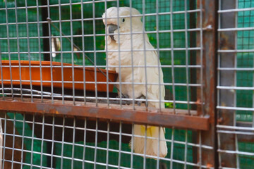 Cute white cockatoo bird resting in the cage