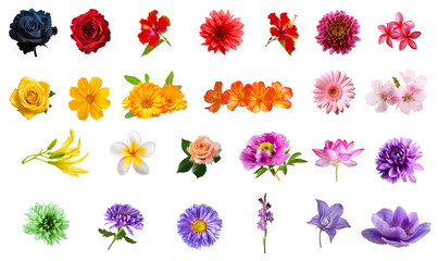 Big summer and autumn flowers set isolated collage