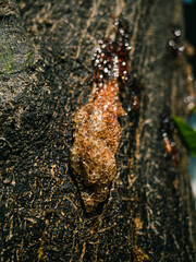 Tree sap