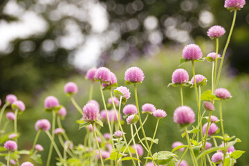 淡いピンクのセンニチコウ 千日紅