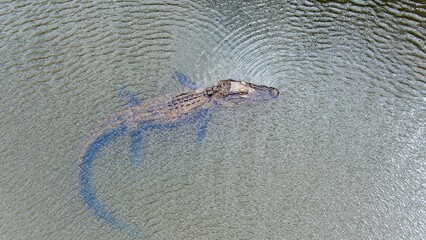Aerial view of an American Alligator