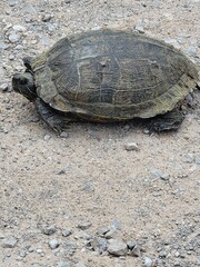 Wild Turtle