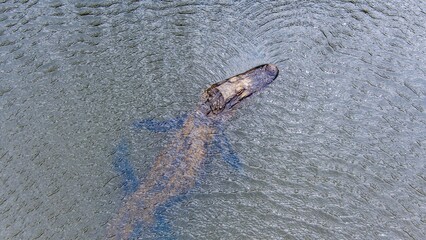 Aerial view of an American Alligator