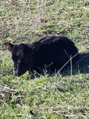 Newborn Cow