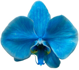 blue orchid isolated png