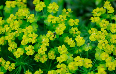 ユーフォルビア・キパリシアスの黄色く美しい花と花の上の蟻