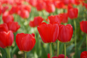 Fototapeta premium Red tulips in the garden. Spring flowers. Nature background.