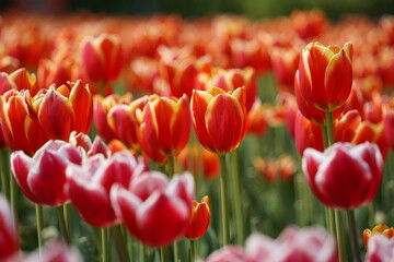 Fototapeta premium Colorful tulip flowers bloom in the spring garden. Natural floral background.