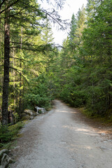 tourist park road in a forest pleasant relaxation for trips walking in the fresh air silence and...