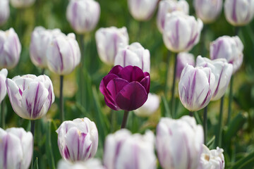 A purple tulip is blooming among white tulips.