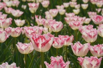 White and pink tulips are blooming in the field
