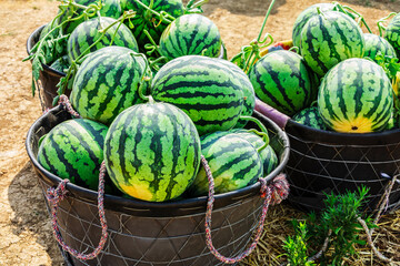 Fresh watermelon fruits in basket. Watermelon harvest season in summer.