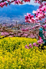 山梨の果樹園の花桃と甲府盆地と菜の花