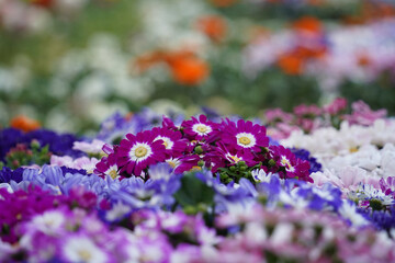 Obraz premium Colorful pastel-toned daisies are in full bloom in the garden.