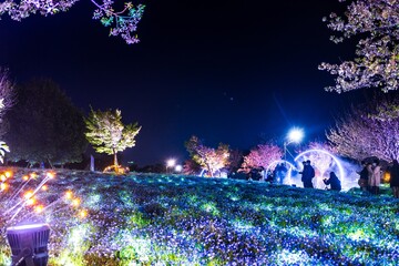 舎人公園のライトアップされたネモフィラと桜