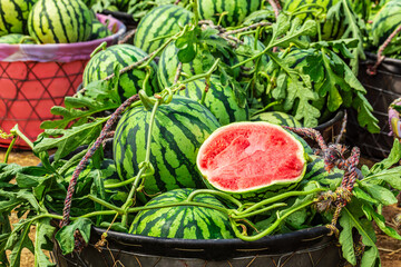 Fresh watermelon fruits in basket. Watermelon harvest season in summer.