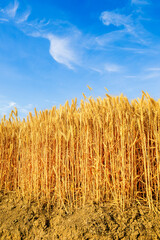 Ripe wheat fields on the farm. autumn harvest season.