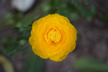 Top view of ranunculus in full bloom