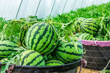 Fresh watermelon fruits just picked in the watermelon fields. Agricultural watermelon fields. Watermelon harvest season in summer.