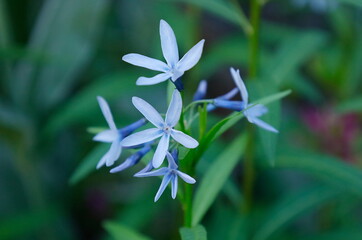 Fototapeta na wymiar 初夏イメージ：はかなげに咲く、チョウジソウ（ブルースター）の青い花 