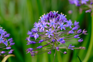 春になり、公園の花壇に色とりどりの花が咲き始める