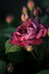 赤い情熱的な薔薇の花