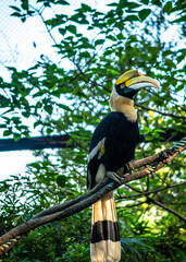 toucan in the jungle