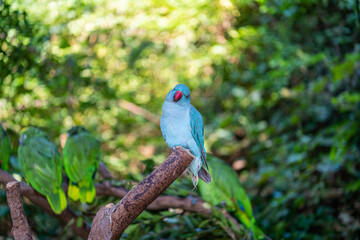 Colorful parrot close-up