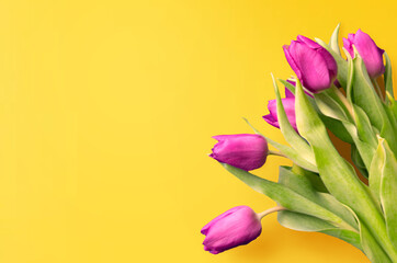 Fresh flower composition, bouquet of bi color tulips