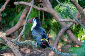 toucan in the jungle