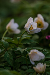 Spring flowers. Blooming primrose or primula flowers in a garden