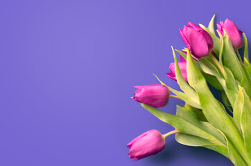 Fresh flower composition, bouquet of bi color tulips