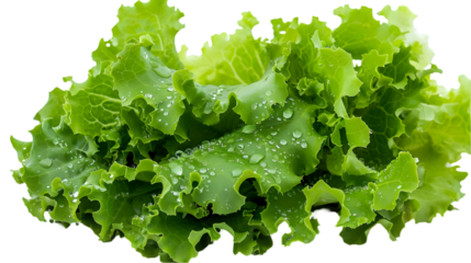  An ultra HD image of crisp green lettuce leaves, with water droplets visible, capturing the freshness and vibrant color, transparent background, PNG Cutout