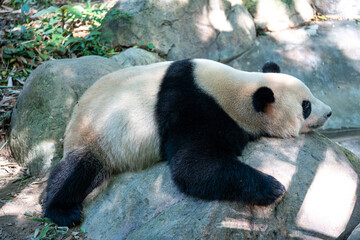 Fototapeta premium giant panda