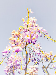 Wisteria flowers blooming vibrantly against a clear sky backdrop.
