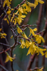 Beautiful Forsythia in spring time on a blurry background
