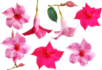 만데빌라 산데리-꽃
