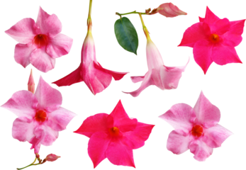 만데빌라 산데리-꽃