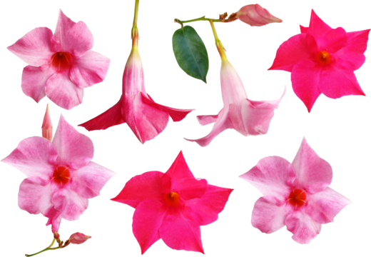 만데빌라 산데리-꽃