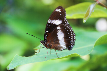 Common eggfly Hypolimnas bolina, variable egg fly, or in New Zealand the blue moon butterfly