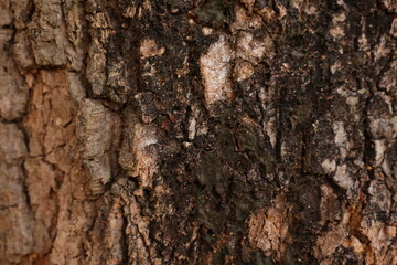 Wood texture background 
