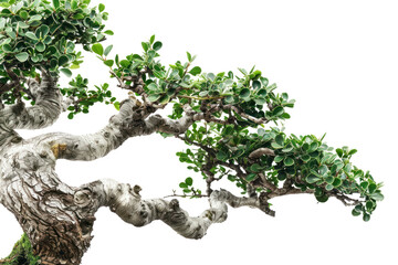 A close-up shot of a delicate bonsai tree, its intricate branches and leaves meticulously shaped. ,Isolated on white background
